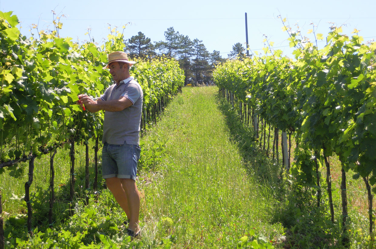 Azienda Agraria Villa Valentina: vini, olio extravergine di oliva, aceto balsamico Umbertide Umbria